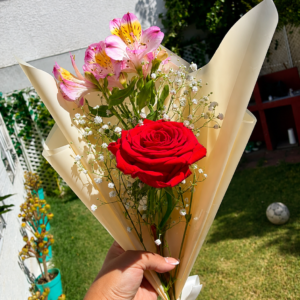 Rosa individual