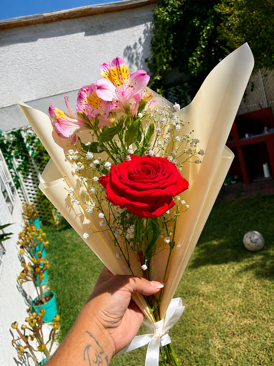 Rosa individual